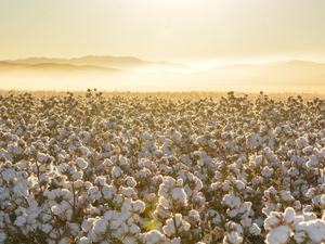 Benefits of Organic Cotton