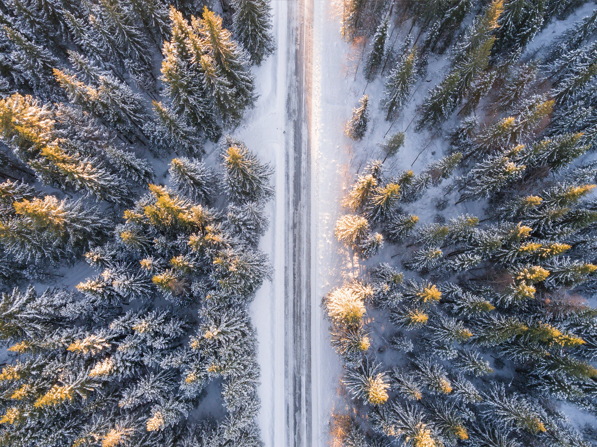 2023 Non-Toxic Christmas Tree Guide